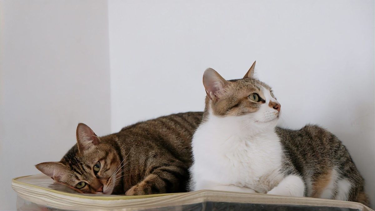 龍貓多久會接受新伙伴（【龍貓飼養指南】龍貓一般養多久認主人寵物指南）