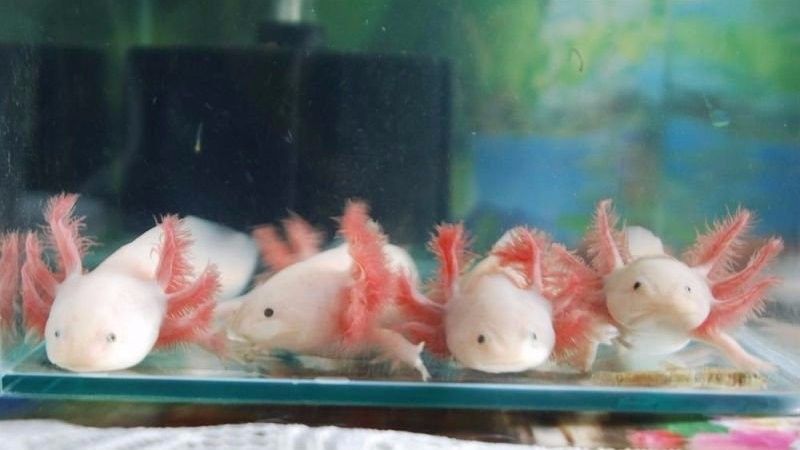 六角龍魚有哪些稀有品種（六角龍魚的稀有品種）