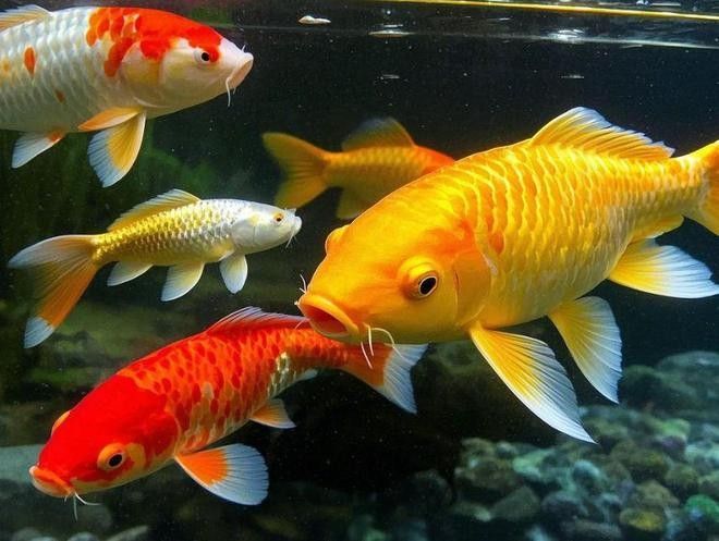 金龍魚和金魚可以混養(yǎng)嗎？（龍魚和金魚可以混養(yǎng)嗎？）