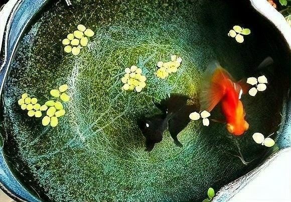 金龍魚和金魚可以混養(yǎng)嗎？（龍魚和金魚可以混養(yǎng)嗎？）