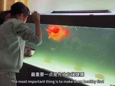 龍魚認主后如何保持互動？（魚認主后，它們會變得更加親近和依賴主人，為了保持與龍魚的互動）
