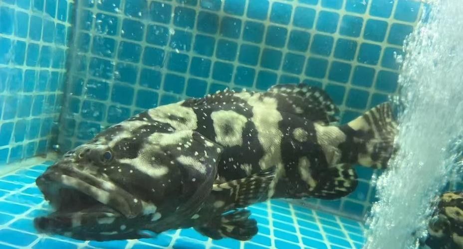 如何預防虎斑恐龍魚生病？（虎斑恐龍魚的飼養方法）