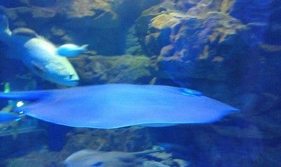 臨汾水族館：臨汾區南水族館 臨汾水族館：臨汾區南水族館 觀賞魚百科 第3張
