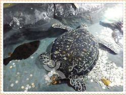 臨汾水族館：臨汾區南水族館 臨汾水族館：臨汾區南水族館 觀賞魚百科 第8張