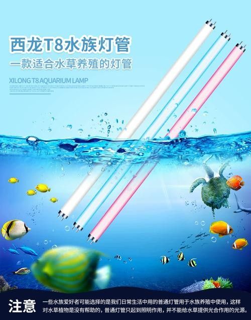 如何判斷龍魚缸燈是否適合（龍魚缸燈多久需要更換一次？）