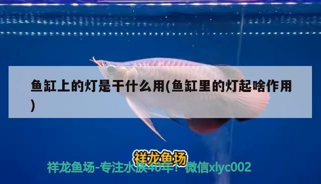 魚缸上的燈是干什么用(魚缸里的燈起啥作用)（魚缸上的燈是干什么用） 魚缸上的燈是干什么用(魚缸里的燈起啥作用)（魚缸上的燈是干什么用） 觀賞魚百科