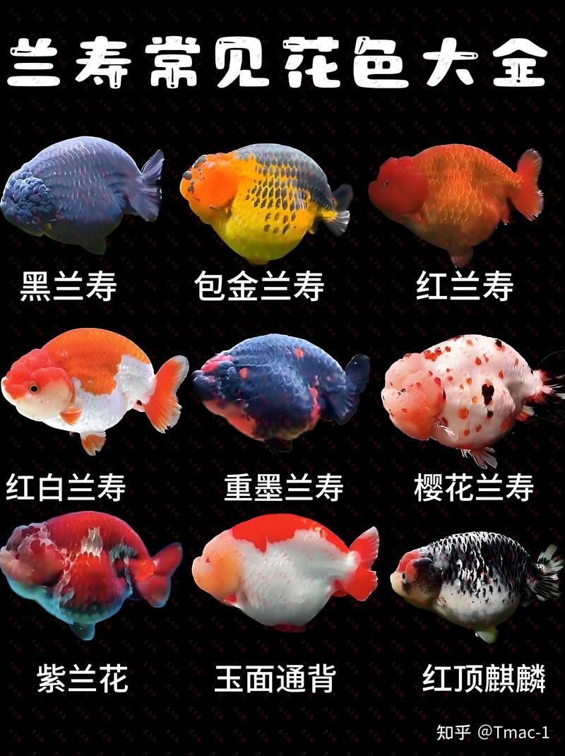 金龍魚浮頭多久會死？（金龍魚浮頭多久會死） 金龍魚浮頭多久會死？（金龍魚浮頭多久會死） 龍魚百科 第5張