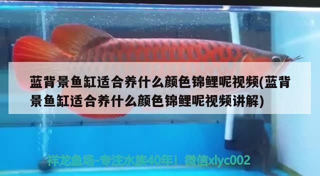 藍(lán)背景魚(yú)缸適合養(yǎng)什么顏色錦鯉呢視頻(藍(lán)背景魚(yú)缸適合養(yǎng)什么顏色錦鯉呢視頻講解)（藍(lán)背景魚(yú)缸適合養(yǎng)什么顏色的錦鯉）