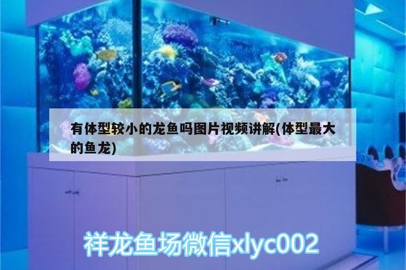 有體型較小的龍魚嗎圖片視頻講解(體型最大的魚龍)（有體型較小的龍魚嗎）