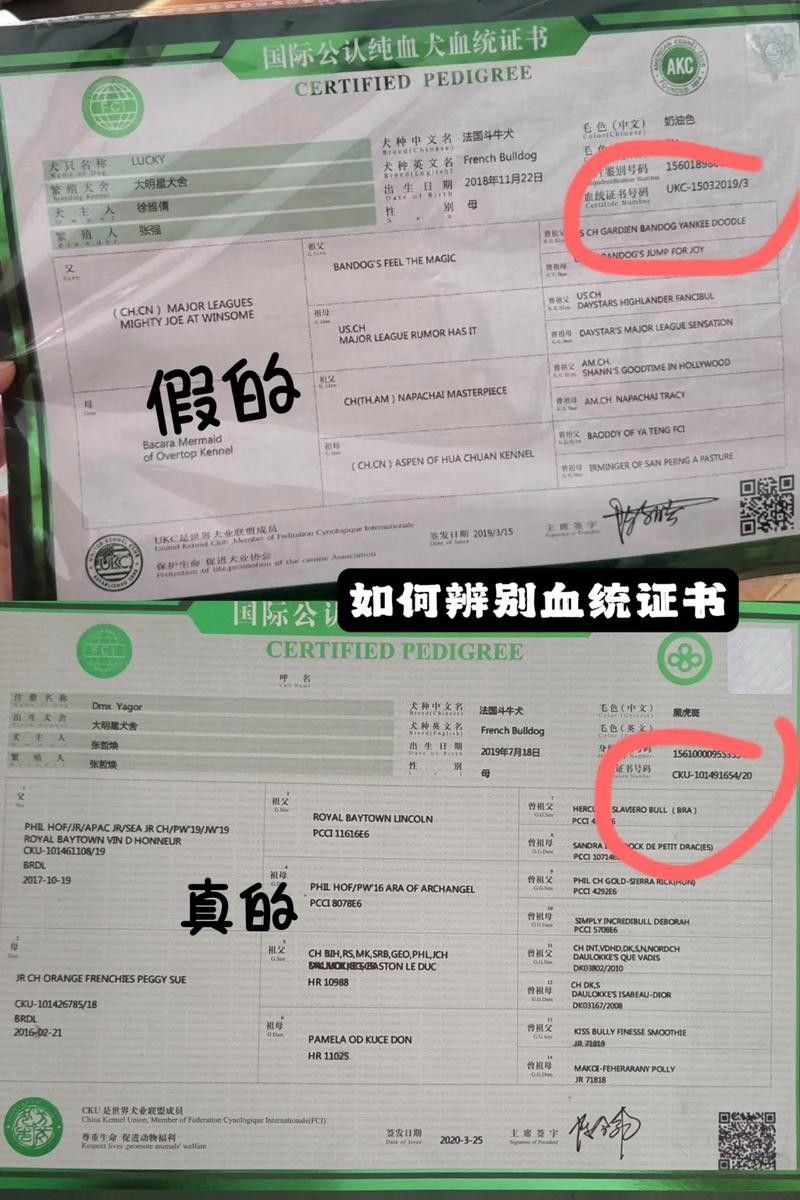 如何辨別龍魚的血統證書真偽（如何辨別龍魚血統證書的真偽） 如何辨別龍魚的血統證書真偽（如何辨別龍魚血統證書的真偽） 龍魚百科 第6張