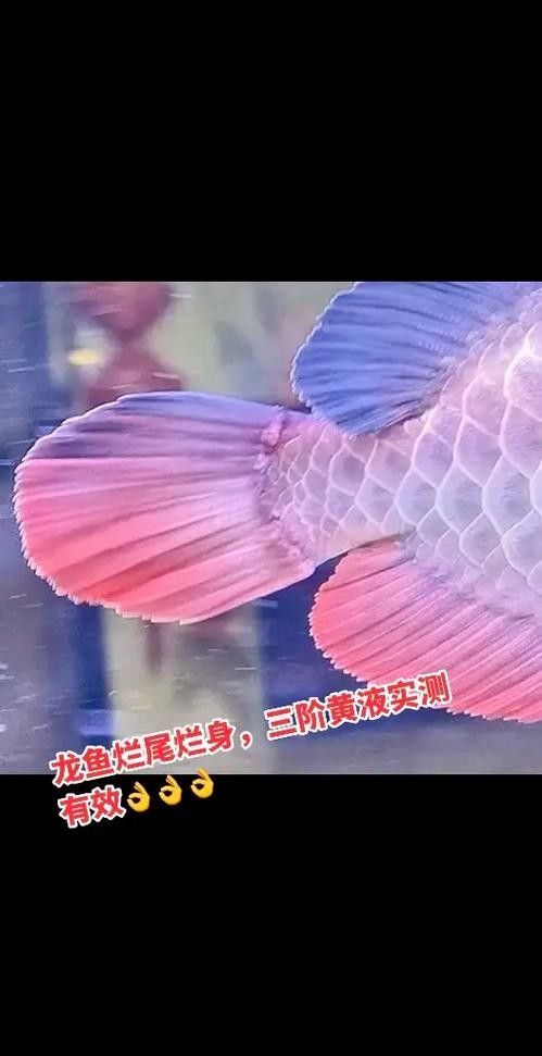 龍魚爛尾病恢復(fù)后如何護理（龍魚“爛鰭爛尾”怎么辦）