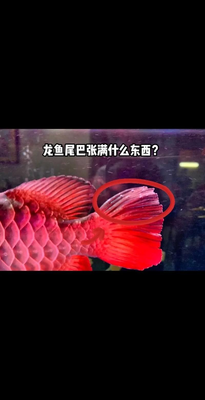 龍魚爛尾病恢復(fù)后如何護理（龍魚“爛鰭爛尾”怎么辦）