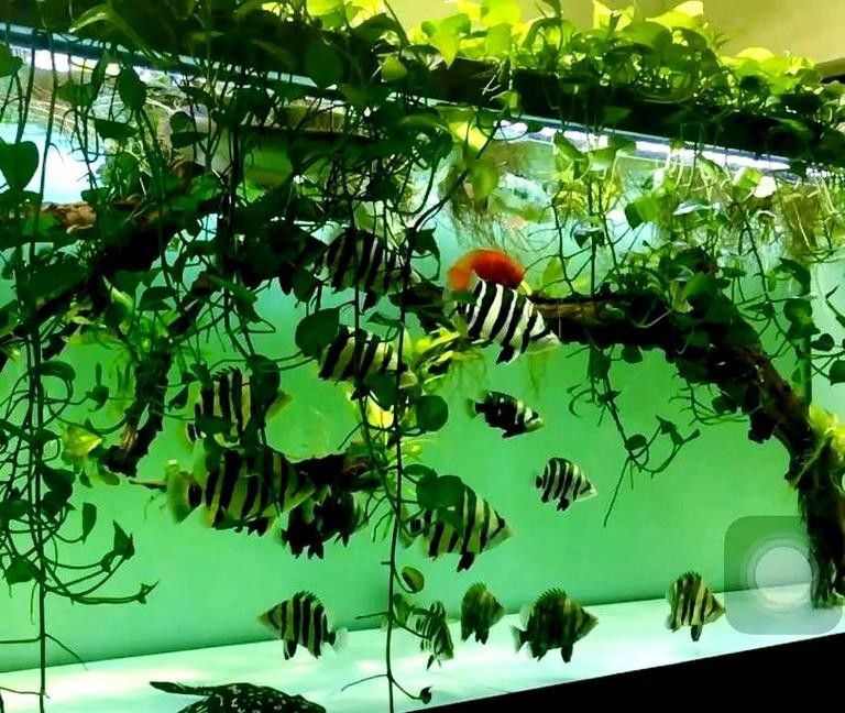 平湖哪個水族館龍魚好？祥龍魚場龍魚（廣州龍魚祥龍魚場·進口元寶鳳凰魚場）