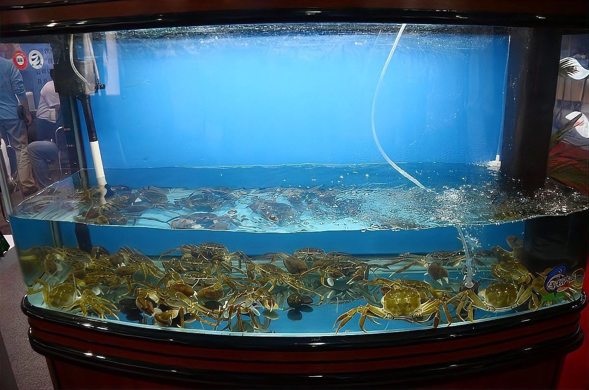 曼龍魚和什么魚混養比較好（「養魚必看」曼龍魚混養全攻略） 曼龍魚和什么魚混養比較好（「養魚必看」曼龍魚混養全攻略） 龍魚百科 第8張