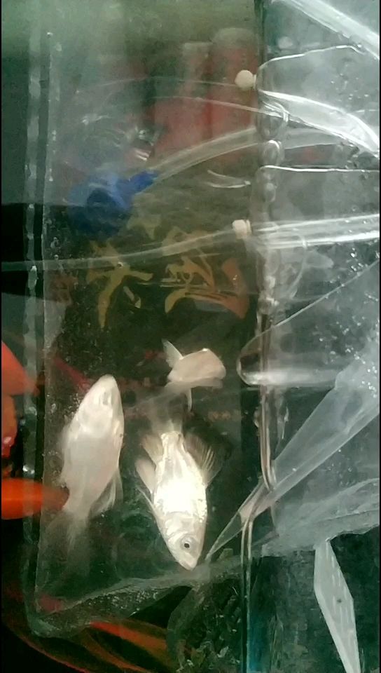 大神幫忙看看這是蝴蝶鯉嗎（大神幫忙看看這是蝴蝶鯉嗎，本研究旨在通過觀察和分析）