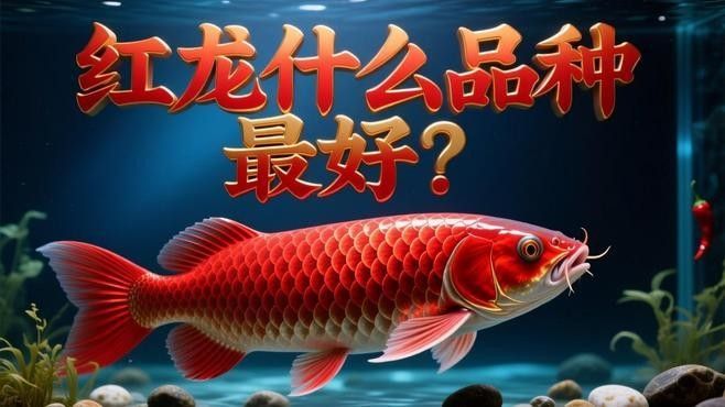 紅金龍魚哪個(gè)品系最貴？ 紅金龍魚哪個(gè)品系最貴？ 龍魚百科 第2張