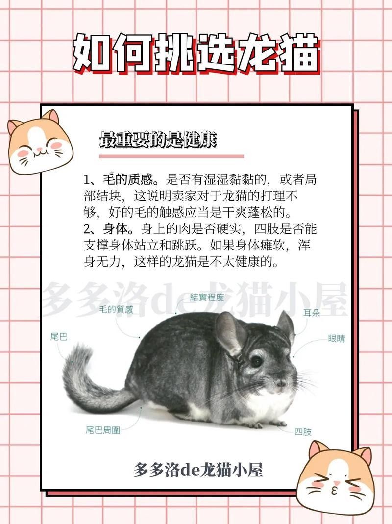 如何挑選健康的龍貓（如何挑選一只健康的龍貓） 如何挑選健康的龍貓（如何挑選一只健康的龍貓） 龍魚百科 第4張