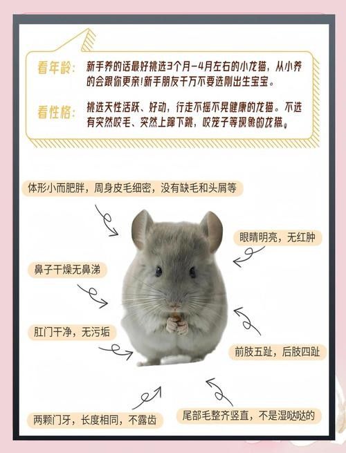 如何挑選健康的龍貓（如何挑選一只健康的龍貓） 如何挑選健康的龍貓（如何挑選一只健康的龍貓） 龍魚百科 第2張