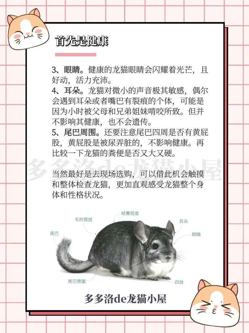如何挑選健康的龍貓（如何挑選一只健康的龍貓） 如何挑選健康的龍貓（如何挑選一只健康的龍貓） 龍魚百科 第5張