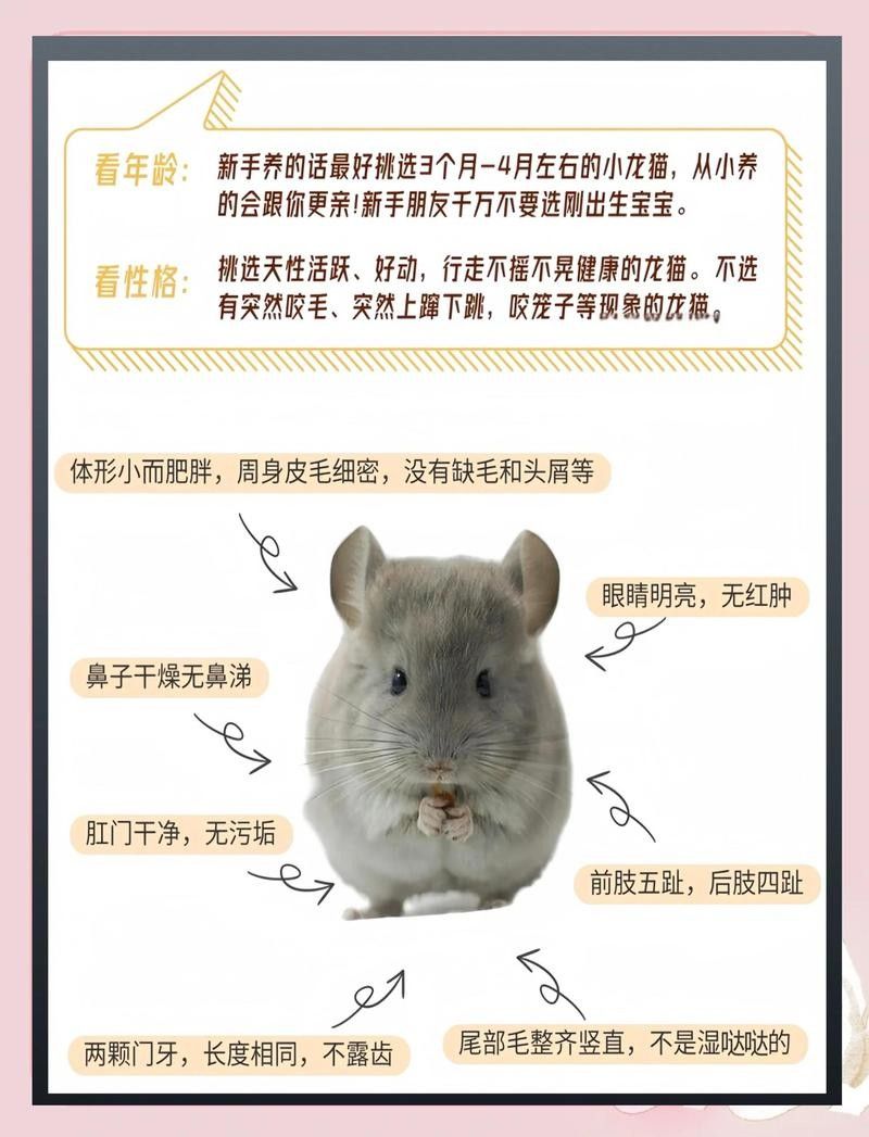如何挑選健康的龍貓（如何挑選一只健康的龍貓） 如何挑選健康的龍貓（如何挑選一只健康的龍貓） 龍魚百科 第13張