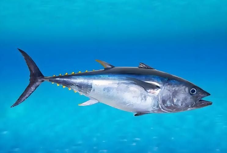金槍魚有哪些品種？（世界六大金槍魚品種，你嘗過幾種煮湯少加鹽的曉燕聽）