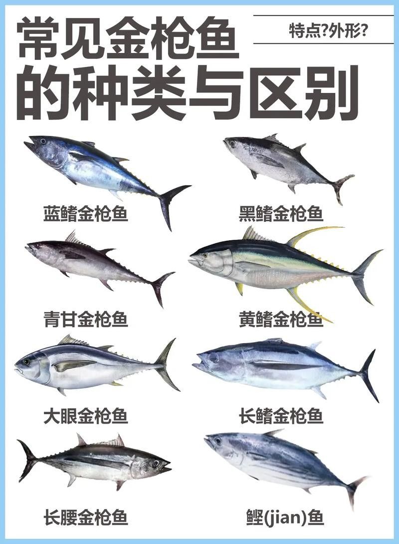 金槍魚有哪些品種？（世界六大金槍魚品種，你嘗過幾種煮湯少加鹽的曉燕聽）