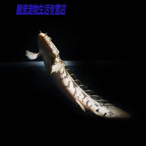 恐龍王魚的價格是多少（恐龍王魚價格因品種、體型、品相及銷售平臺差異較大）
