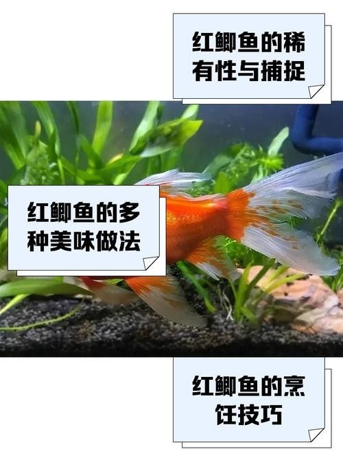 紅鯽魚和草金魚有什么區別（紅鯽魚和草金魚的區別）