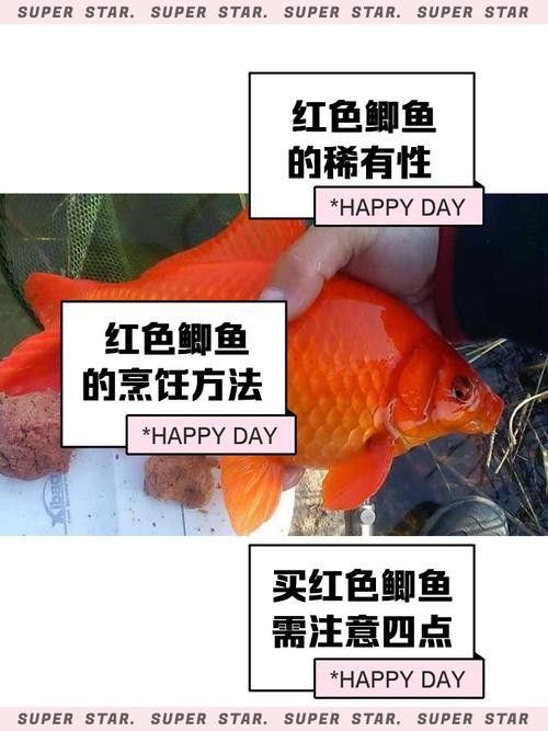 紅鯽魚和草金魚有什么區別（紅鯽魚和草金魚的區別）