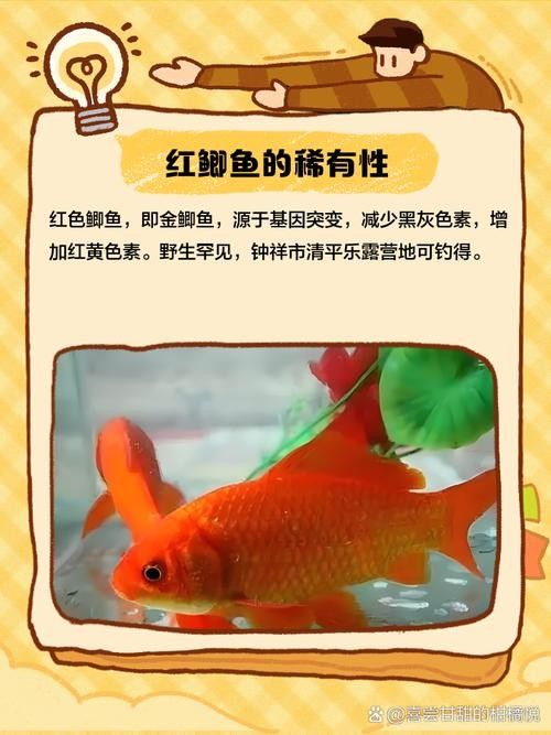 紅鯽魚和草金魚有什么區別（紅鯽魚和草金魚的區別）