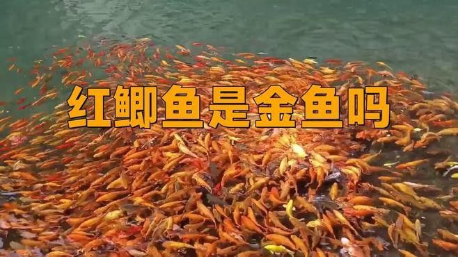 紅鯽魚和草金魚有什么區別（紅鯽魚和草金魚的區別）