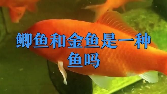 紅鯽魚和草金魚有什么區別（紅鯽魚和草金魚的區別）