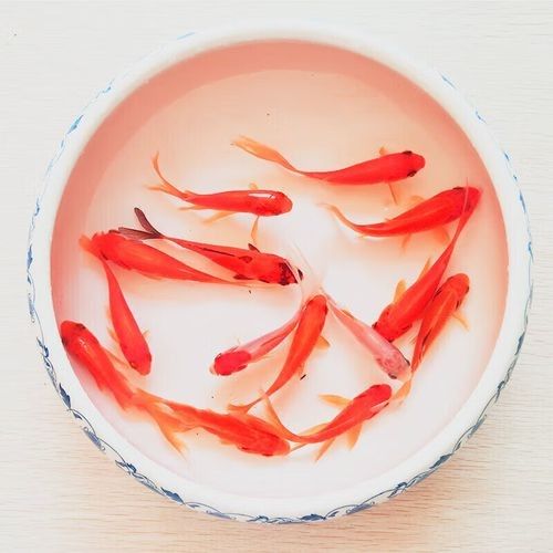 紅鯽魚和草金魚有什么區別（紅鯽魚和草金魚的區別）