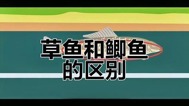 紅鯽魚和草金魚有什么區別（紅鯽魚和草金魚的區別）