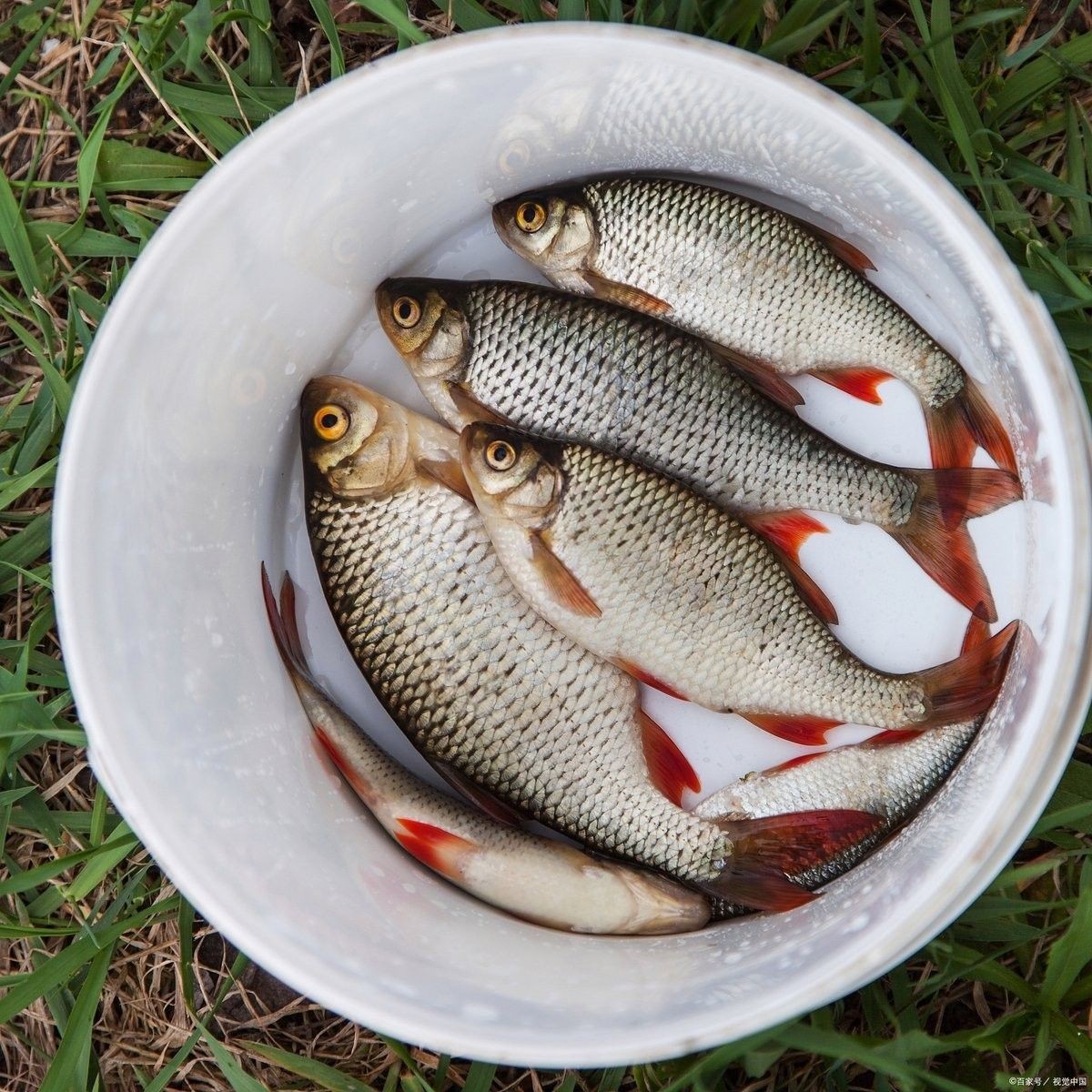 家里養(yǎng)什么魚風水好，，家里養(yǎng)什么魚最旺財2家里養(yǎng)什么魚最旺財，家里養(yǎng)什么魚最旺財