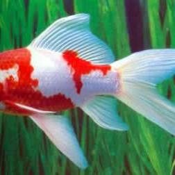 紅鯽魚和草金魚有什么區別（紅鯽魚和草金魚的區別）
