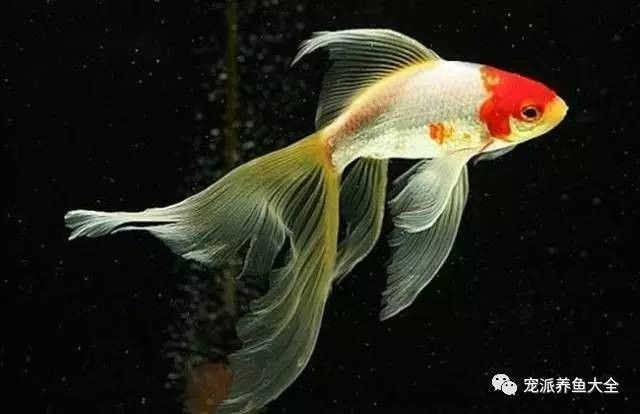 紅鯽魚和草金魚有什么區別（紅鯽魚和草金魚的區別）