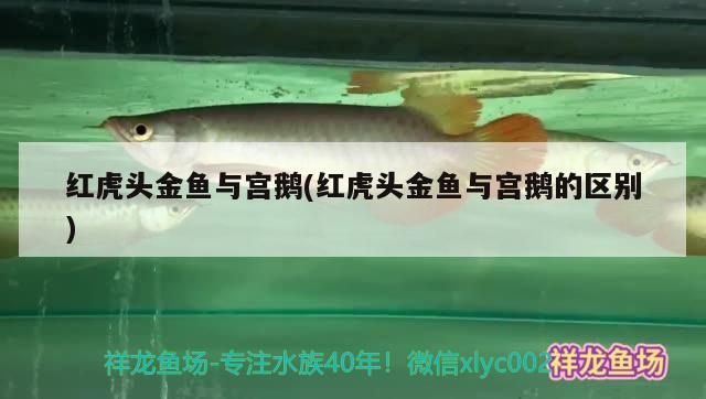 紅虎頭金魚與宮鵝(紅虎頭金魚與宮鵝的區別)（紅虎頭金魚與宮鵝怎么養鵝頭紅金魚怎么養鵝頭紅怎么養）