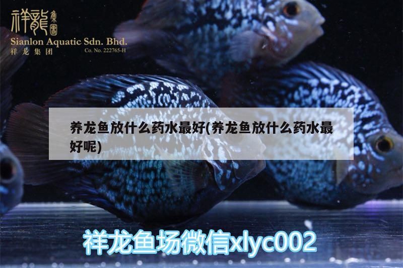 養龍魚放什么藥水最好(養龍魚放什么藥水最好呢)（養龍魚養龍魚放什么藥水最好，養龍魚放什么藥水最好）