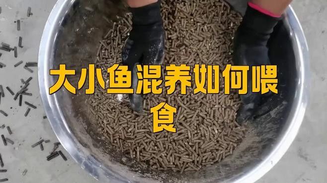 混養時如何確保食物充足？ 混養時如何確保食物充足？ 龍魚百科 第1張