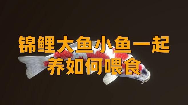 混養時如何確保食物充足？ 混養時如何確保食物充足？ 龍魚百科 第2張