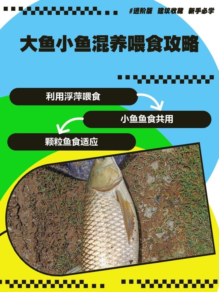 混養時如何確保食物充足？ 混養時如何確保食物充足？ 龍魚百科 第4張