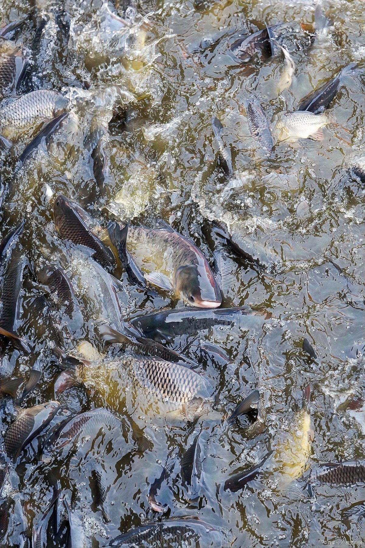 混養時如何確保食物充足？ 混養時如何確保食物充足？ 龍魚百科 第5張