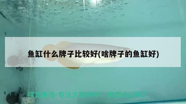 想買海鮮，第一市場什么時候關門呢，蘭州哪里有賣魚的夜市（三亞第一集貿市場） 想買海鮮，第一市場什么時候關門呢，蘭州哪里有賣魚的夜市（三亞第一集貿市場） 觀賞魚百科 第2張