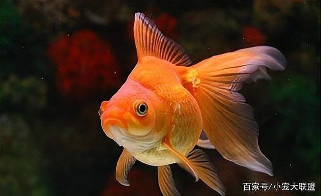 哪些因素會影響金龍魚的顏色（金龍魚怎么養出好發色）