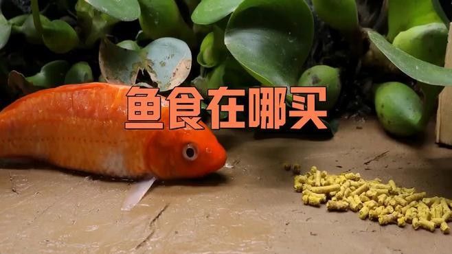 寸金紅龍魚飼料有哪些購買渠道？（寸金紅龍魚飼料品牌排行榜京東寸金熱帶魚飼料品牌排行榜）