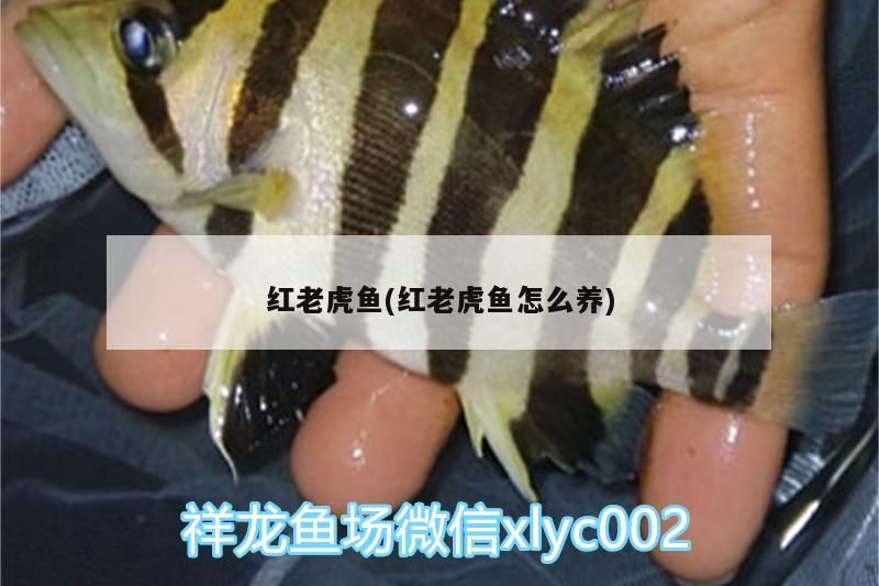 紅老虎魚(紅老虎魚怎么養)（關于紅老虎魚的一些小知識）