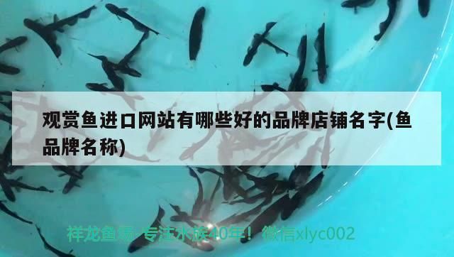 觀賞魚進口網站有哪些好的品牌店鋪名字(魚品牌名稱)（觀賞魚觀賞魚進口網站有哪些好的品牌店鋪名字）