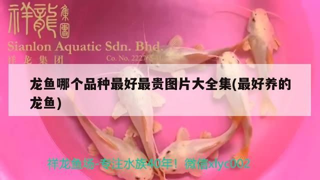 龍魚哪個(gè)品種最好最貴圖片大全集(最好養(yǎng)的龍魚)（血紅龍魚哪個(gè)品種最好最好養(yǎng)紅龍魚，血紅龍的飼養(yǎng)方法）