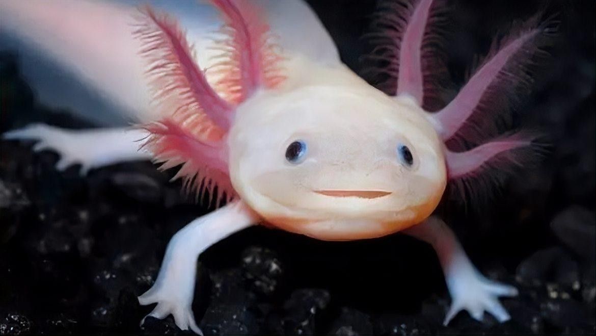 六角恐龍魚再生的成功率有多高（六角恐龍魚再生的成功率及其影響因素分析六角恐龍魚再生能力）